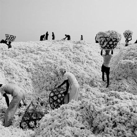 Bild Cotton Worldwide