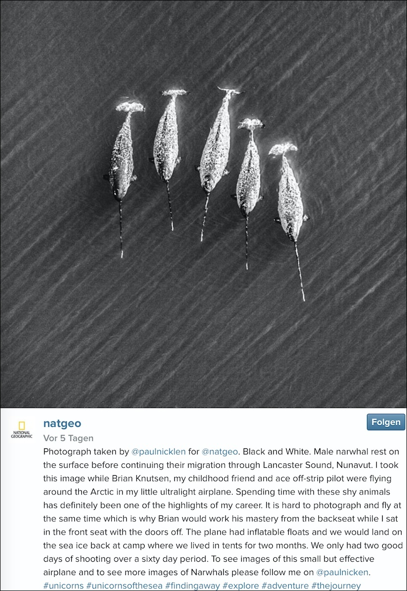 BI_150601_instagram_natgeo_narwhal_neu..