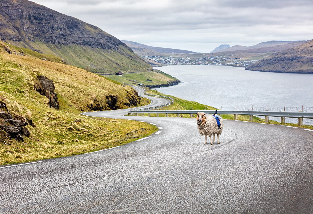 Die Faröer Inseln aus der Sicht der Schafe