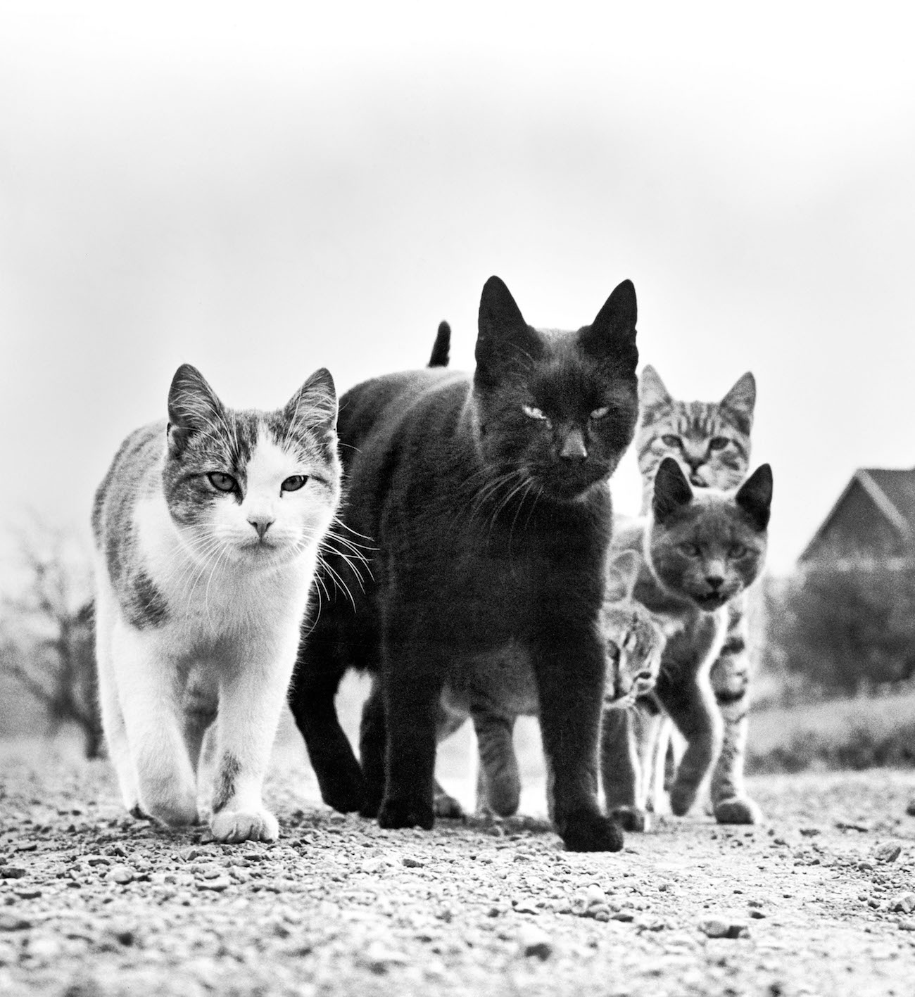 Buchtipp und Fotoband: Walter Chandohas Cats