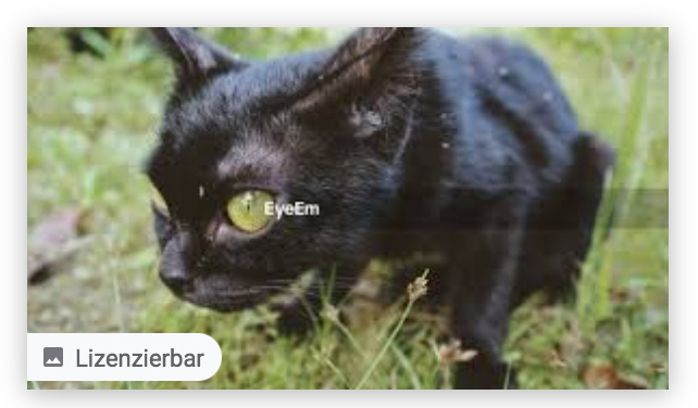 Google Bildersuche Lizenzierbar Eyeem Black Cat