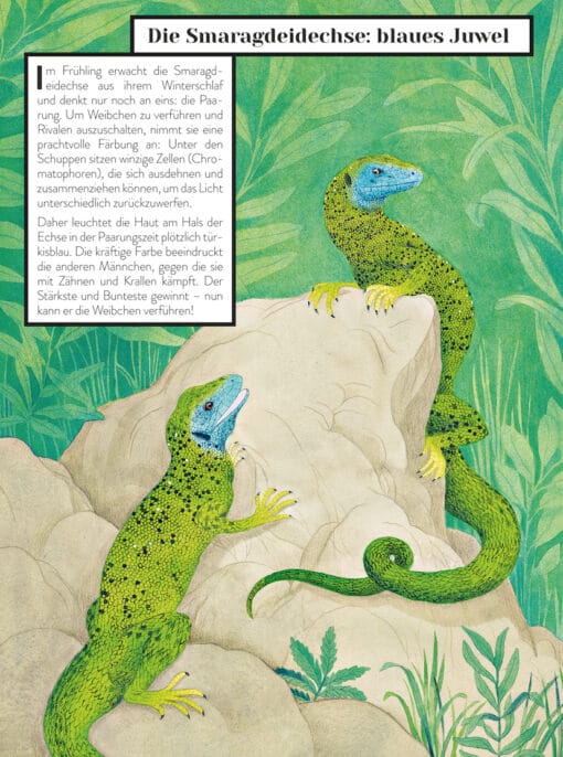 Farbenbuch die Farben der Tiere Kinderbuch-ab 8 Jahren Claire Gastold