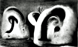 Aus dem FHNW Workshop: Alphabet of Ears - Prompt: an alphabet of ears by David Lynch