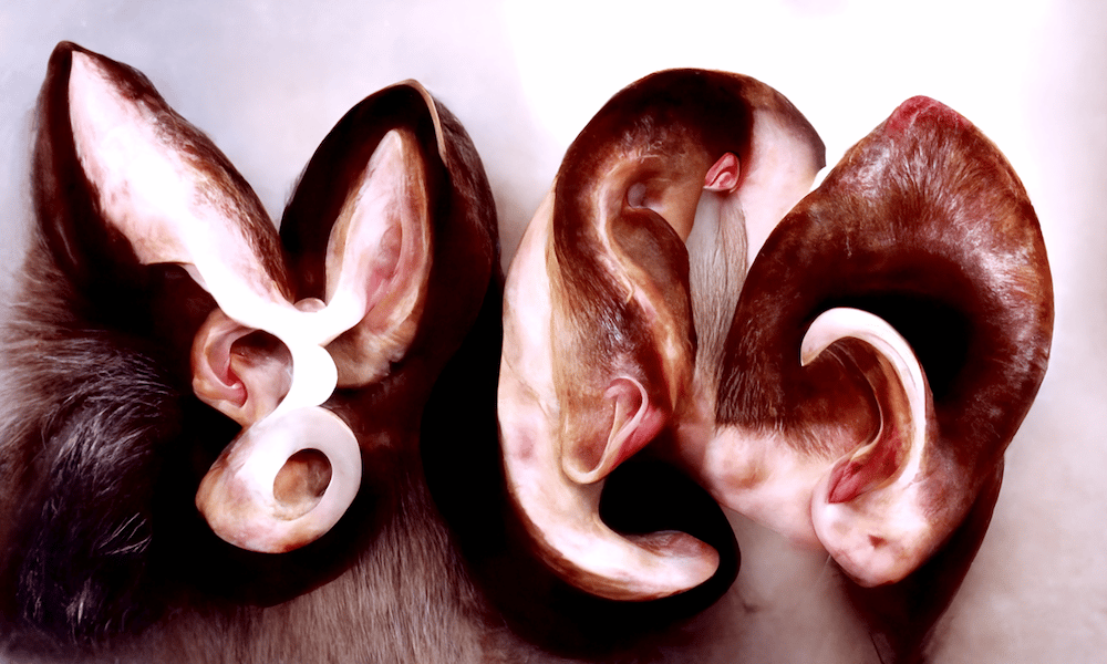 Aus dem FHNW Workshop: Alphabet of Ears - Prompt: surreal photo of an alphabet of ears by Wolfgang Tillmans
