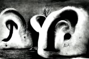 Design und KI: Alphabet of Ears
