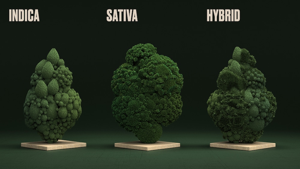 Branding für Cannabis-Brand Breezy: Drei abstrakte, dunkelgrüne 3D-Renderings aus Cannabis-Blüten, die an Bäume erinnern. Benannt sind sie von links nach rechts: Indica, Sativa und Hybrid.