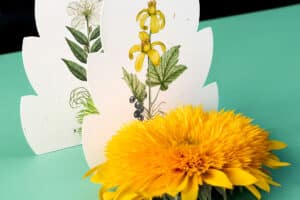 Eine gelbe Blüte vor zwei Karten aus Papier, die mit botanischen Illustrationen bedruckt sind