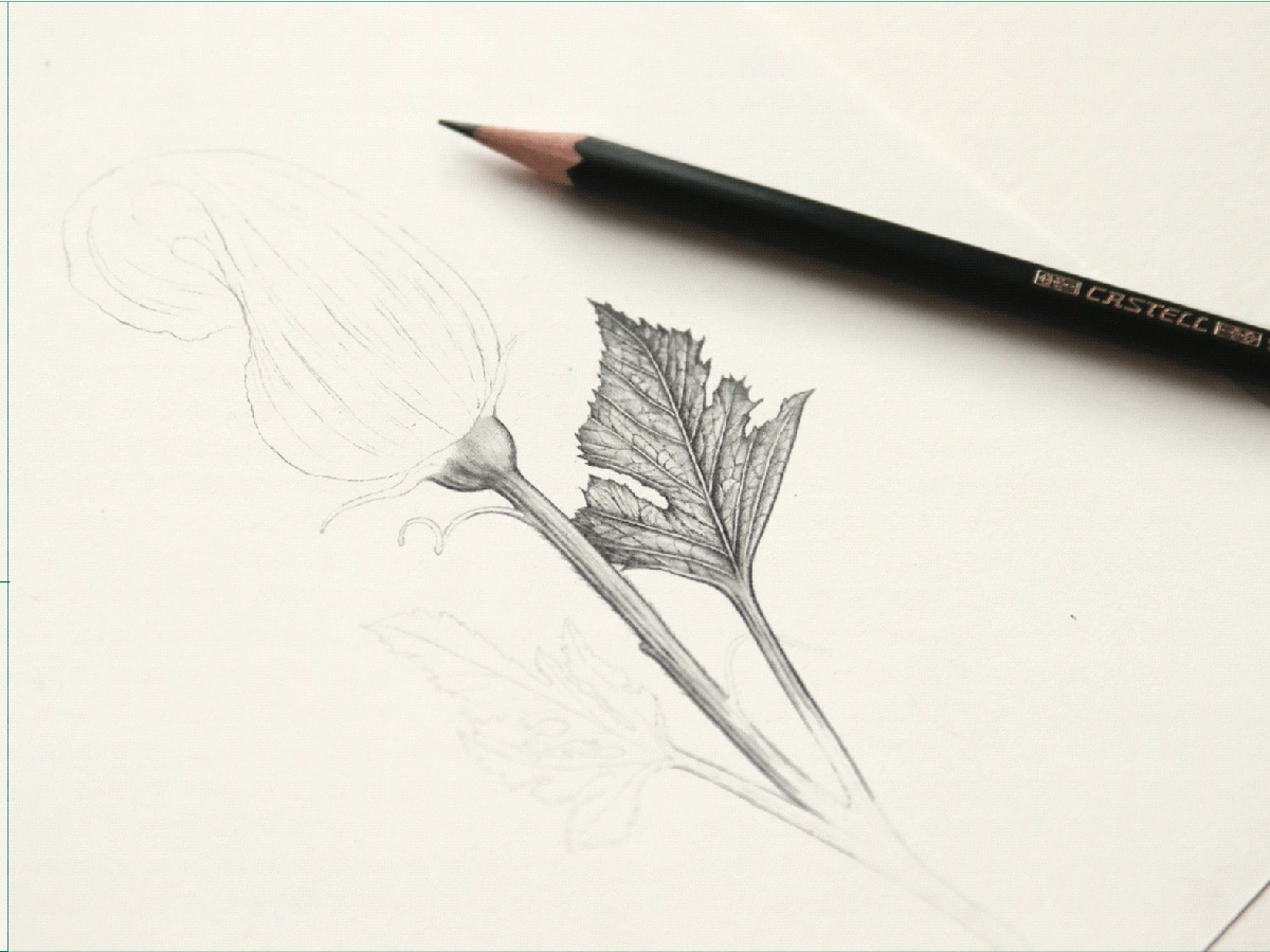 Ein Prozessbild der Bleistiftillustration für eine der Pflanzen