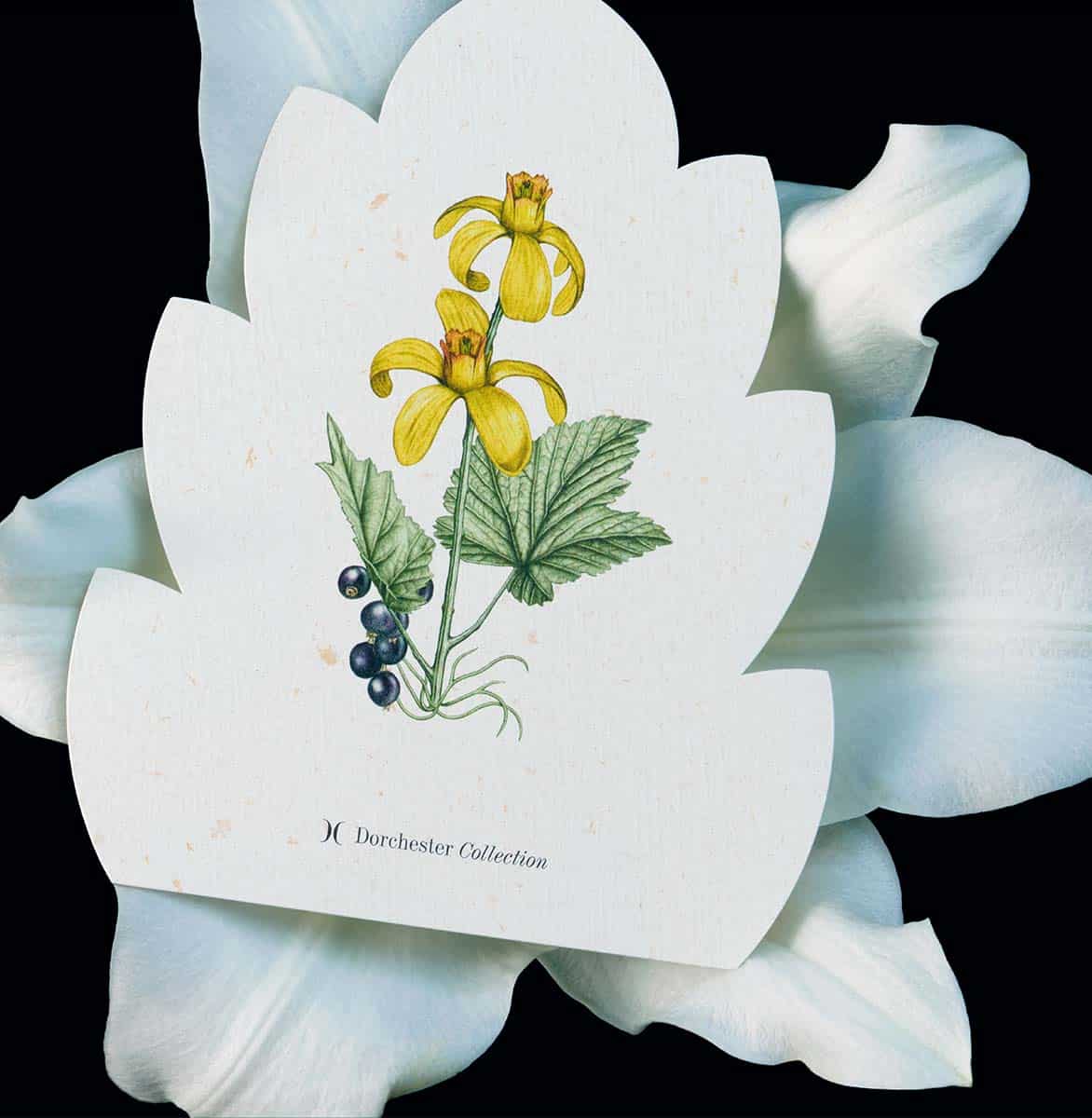 Eine gelbe Blütenillustration auf hellem Papier liegt auf einer weißen Lilie