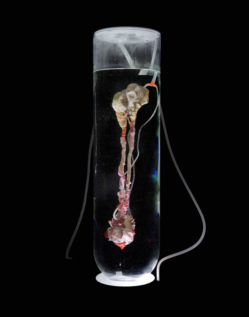 Artwort called »PetroNephros« that is part of the »Ecosystem of Excess« by Pinar Yoldas. You see a vessel filled with a clear liquid and an object that looks like an organ.
