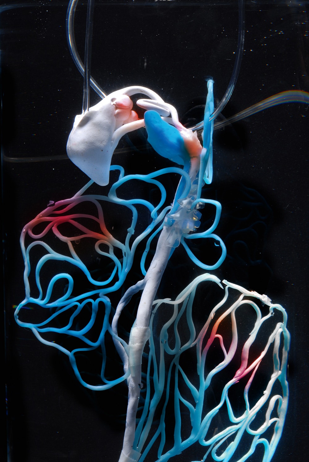 Artwort called »P-Plasticeptor« that is part of the »Ecosystem of Excess« by Pinar Yoldas. You see the detail of an organism with white, blue and red vein-like structure.