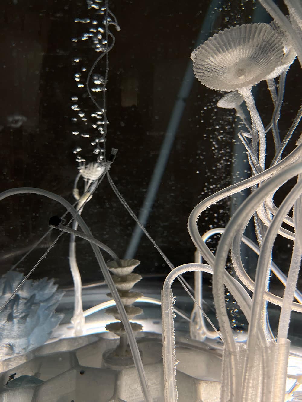 Picture of plastic-eating plants that were developed by Pinar Yoldas. They are planted in water and are white and translucent. They look a bit alien.