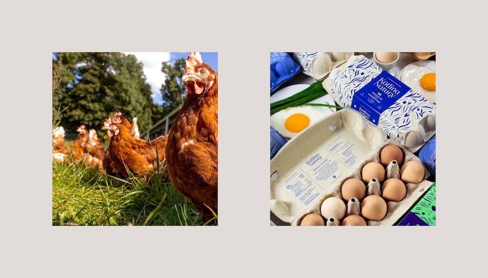 Visual Identity für den Hühnerhof Kotlina Natury: Links mehrere Hühner auf einer Wiese, Rechts aufgeklappte Eierkartons