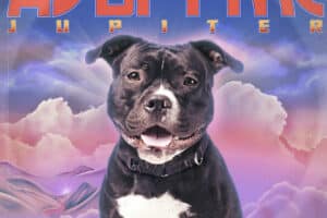 Ein Artwork mit einer Bulldogge vor einem violetten Himmel und einem stilisierten Schriftzug, auf dem »Adopt me« steht