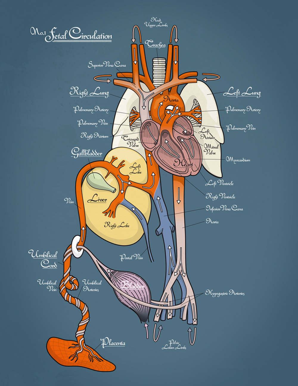 Michael Vestner Illustration, Medical Illustration, Fetal Circulation 