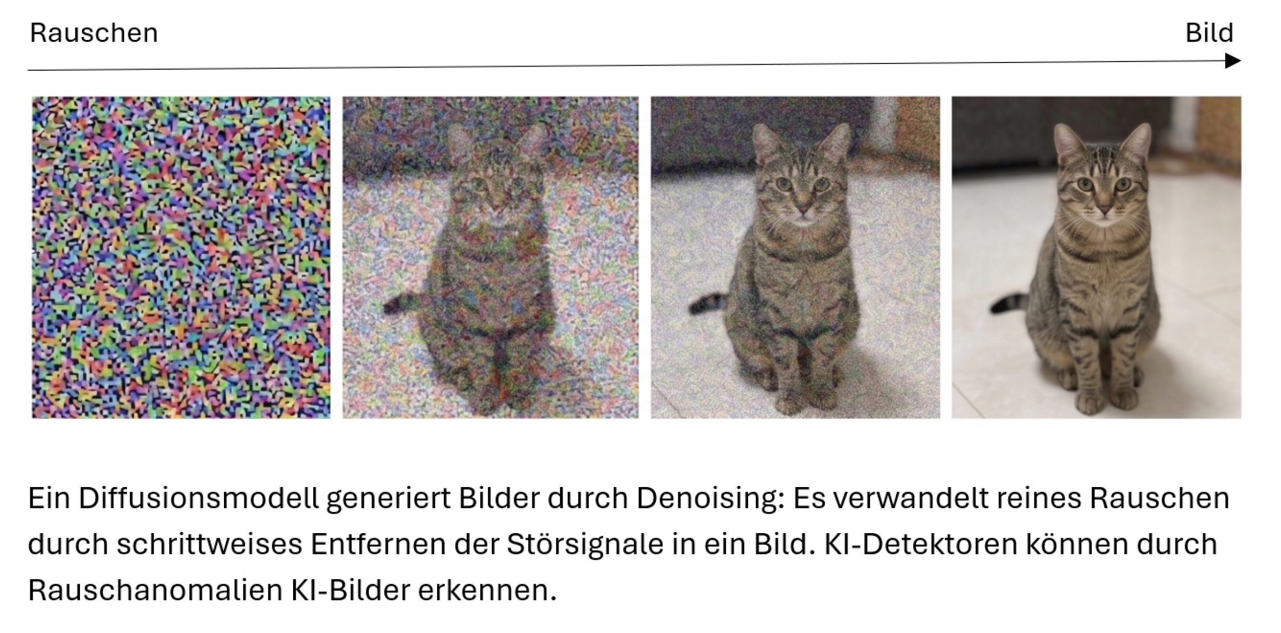 Grafische Darstellung der Funktionsweise eines Diffusionsmodells. Von links nach rechts zeigen vier Bildfelder den Übergang von zufälligem, buntem Bildrauschen zu einem klar erkennbaren Foto einer sitzenden Katze. Ein Pfeil oberhalb der Bilder verläuft von „Rauschen“ zu „Bild“ und verdeutlicht den schrittweisen Prozess der Bildgenerierung durch Denoising. Unter der Abbildung erläutert ein Text, dass Diffusionsmodelle aus Rauschen Bilder erzeugen und dass KI-Detektoren anhand von Rauschanomalien künstlich generierte Bilder erkennen können.