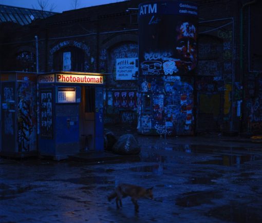 Fuchs bei Nacht in einer Stadt, im Hintergrund eine Fotokabine